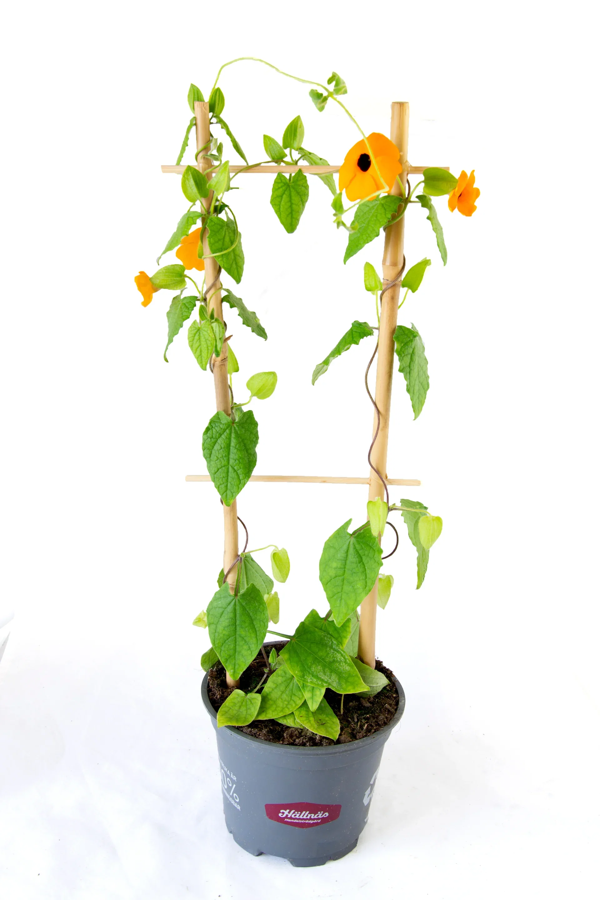 Thunbergia alata Orange 12 cm