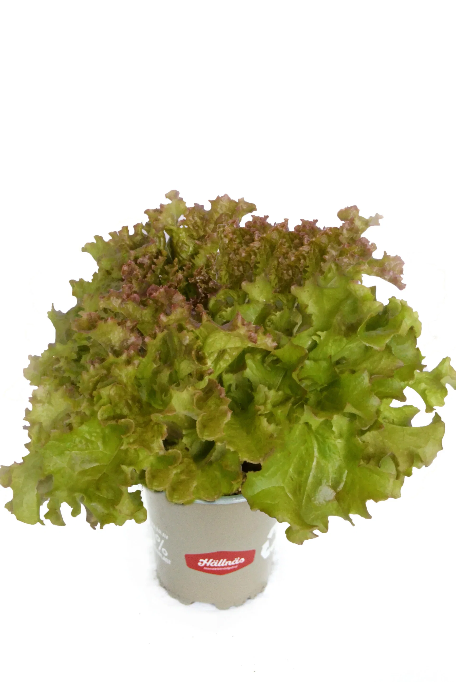 Plocksallat 'Lollo Rosso' KRAV