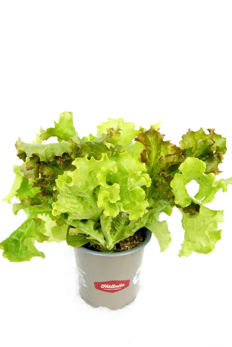 Ready Lactusa Red/Green KRAV 10,5 cm