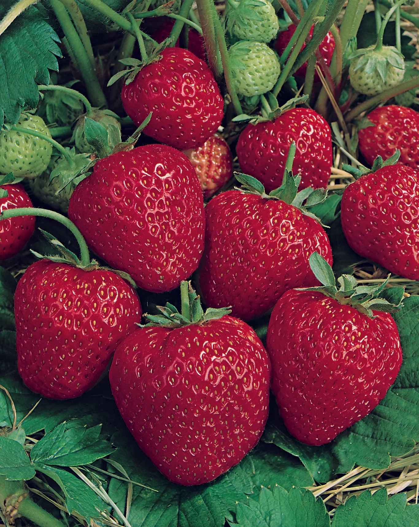 Jordgubbar 'Ostara'