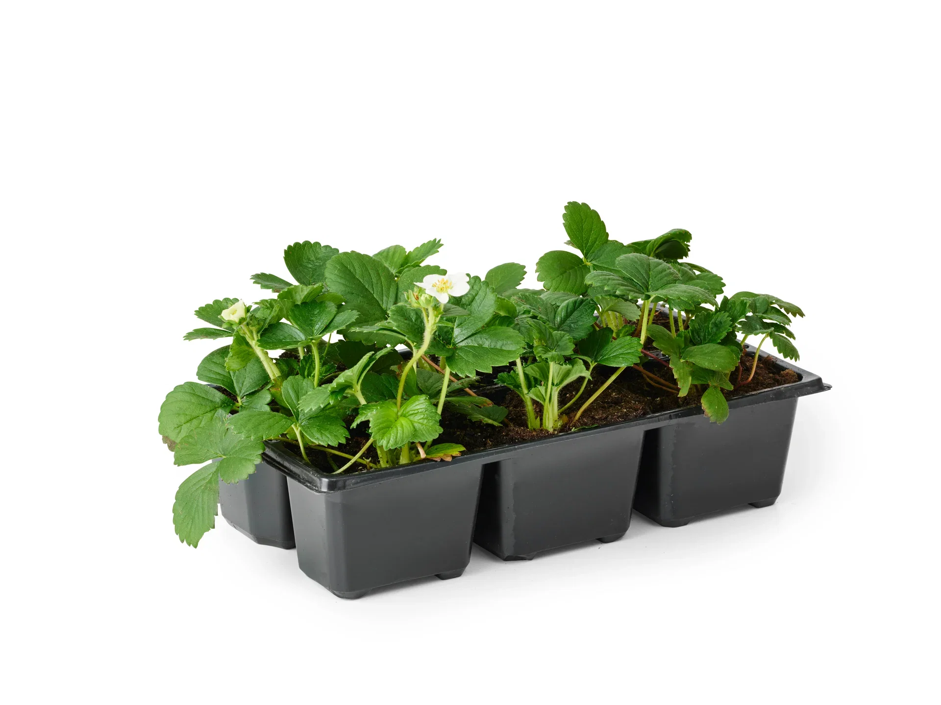 Jordgubbar 'Mara de Bois'