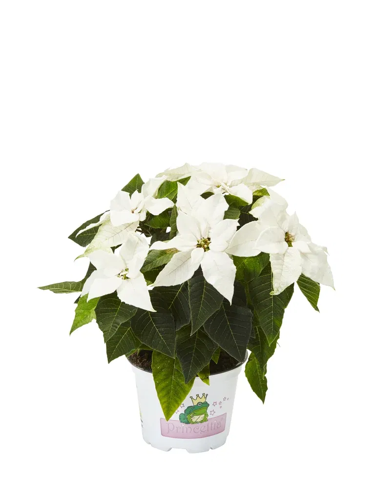 Höststjärna 'Princettia White'