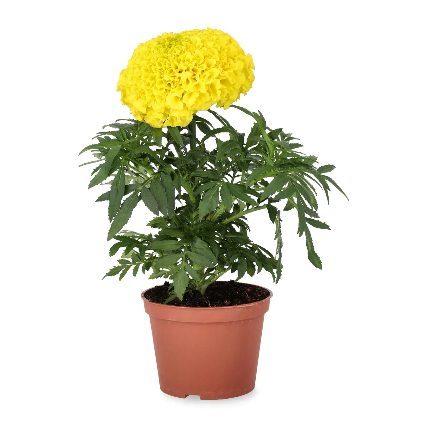 Tagetes storblommig