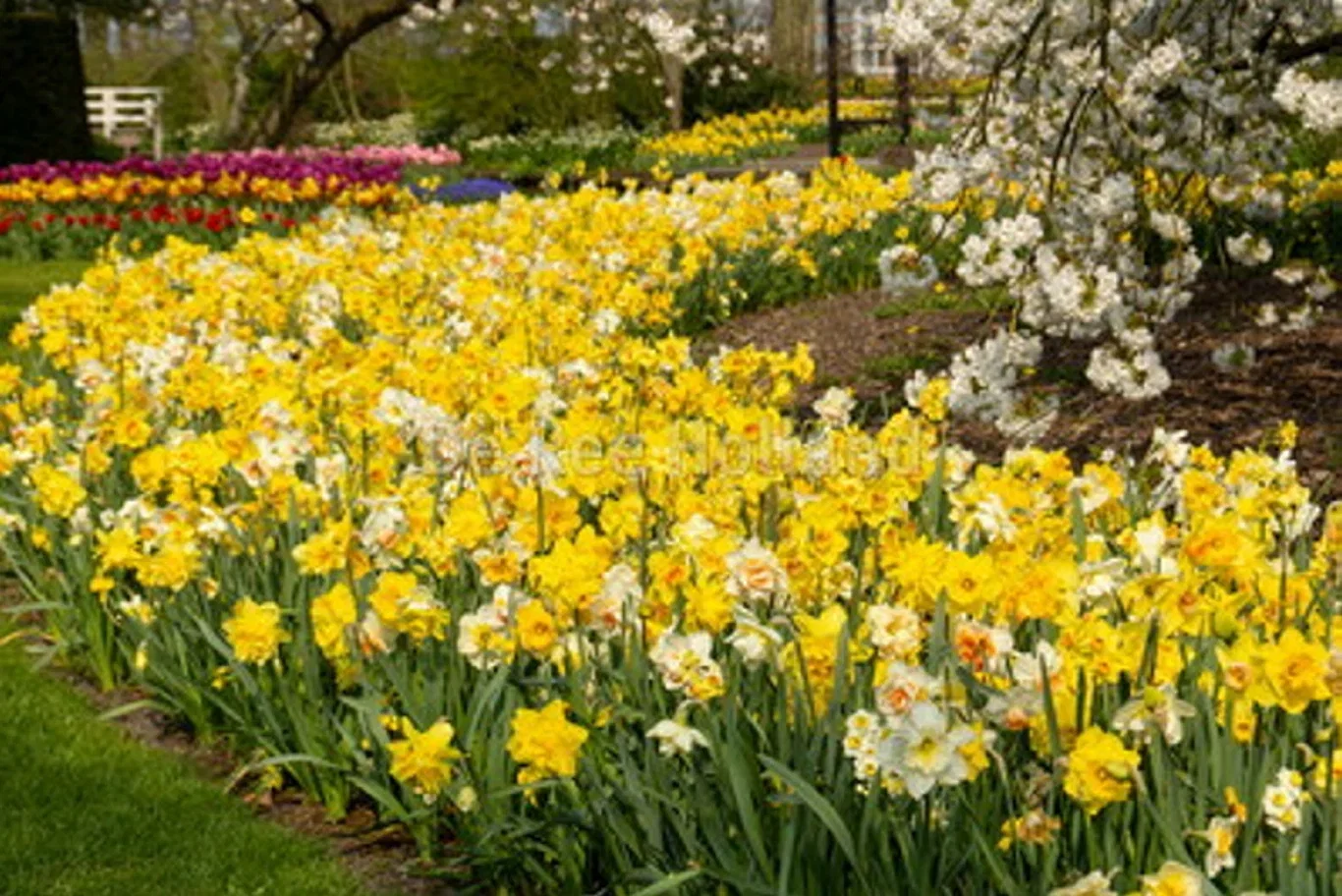 Narcissus Large Cupped Mix 14/