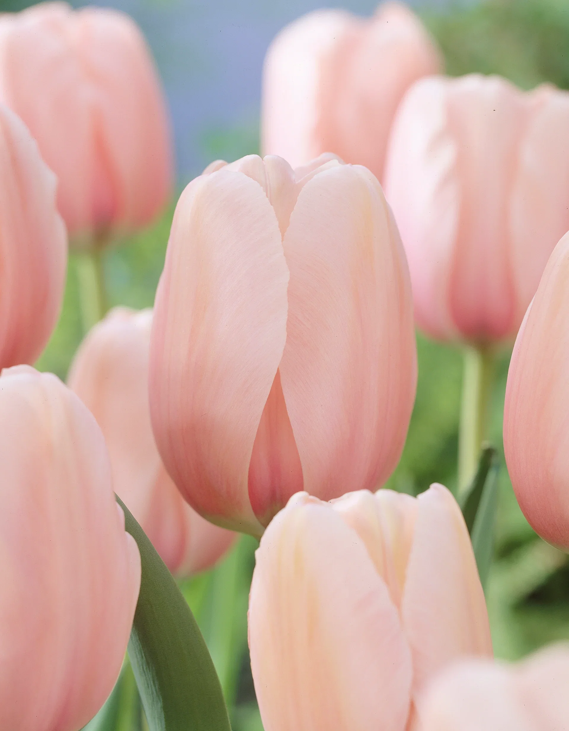 Darwinhybridtulpan 'Salmon Impression'