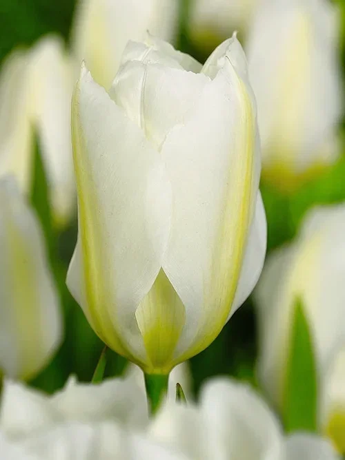 Tulipa Purissima 11/12 white - 6 bulbs