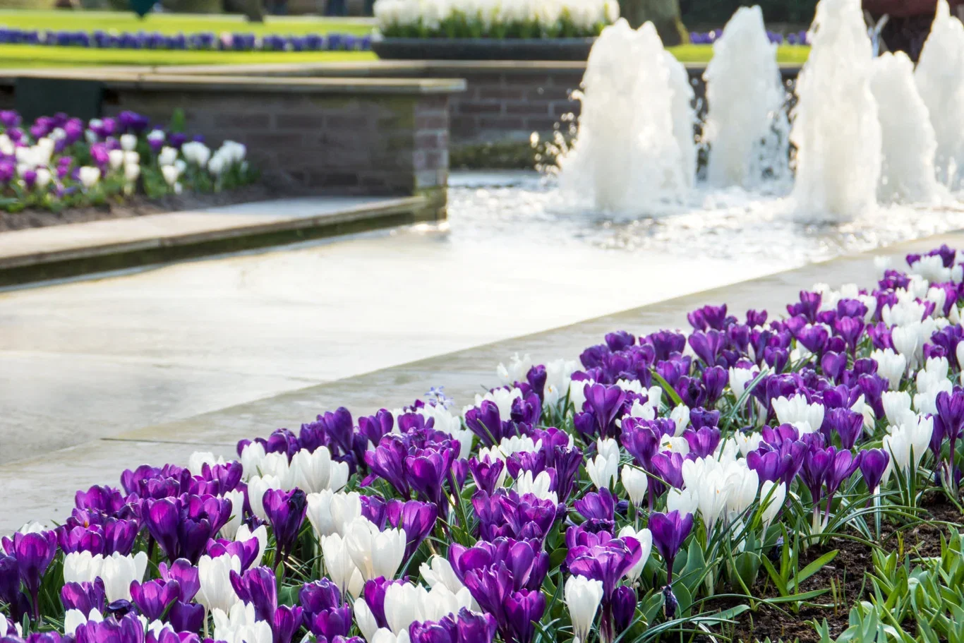 Krokus mix Delft Blue