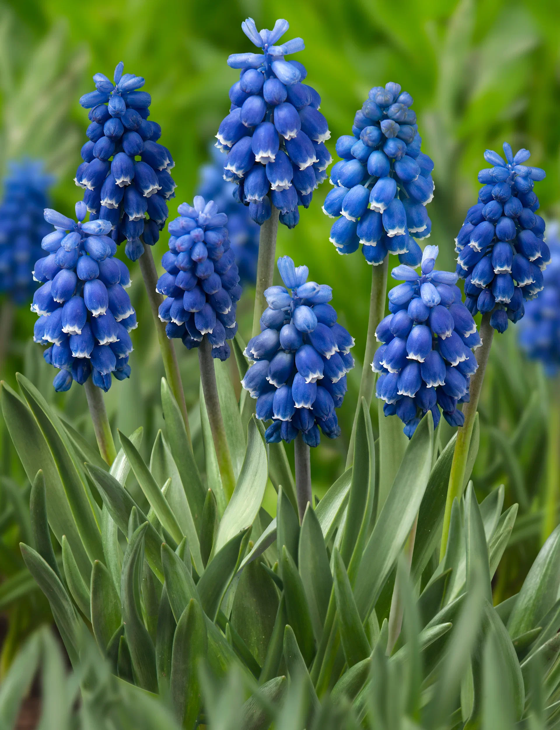 Misc. Muscari Dark Eyes 6/ pu