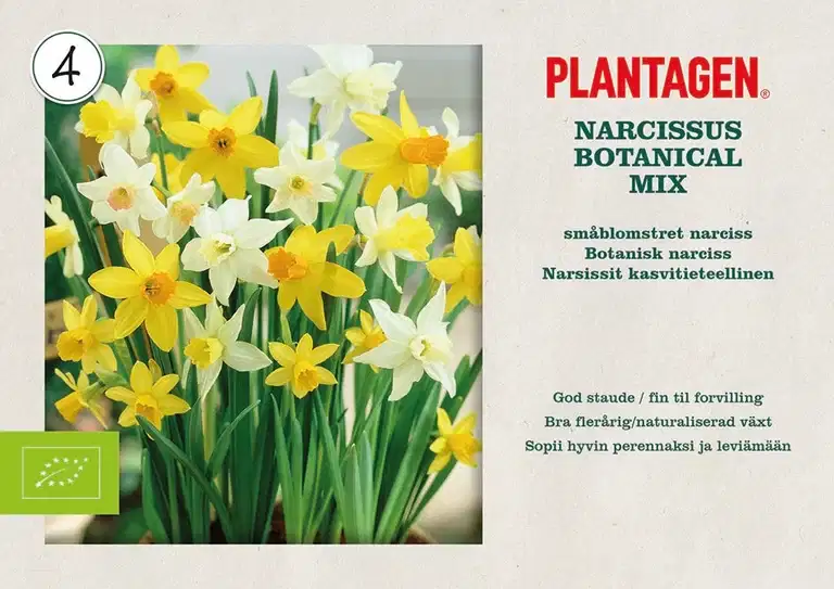 Narcisslök mix EKO