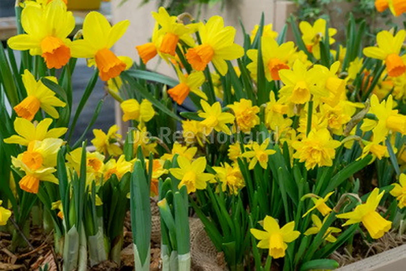 Narcisslök mix EKO