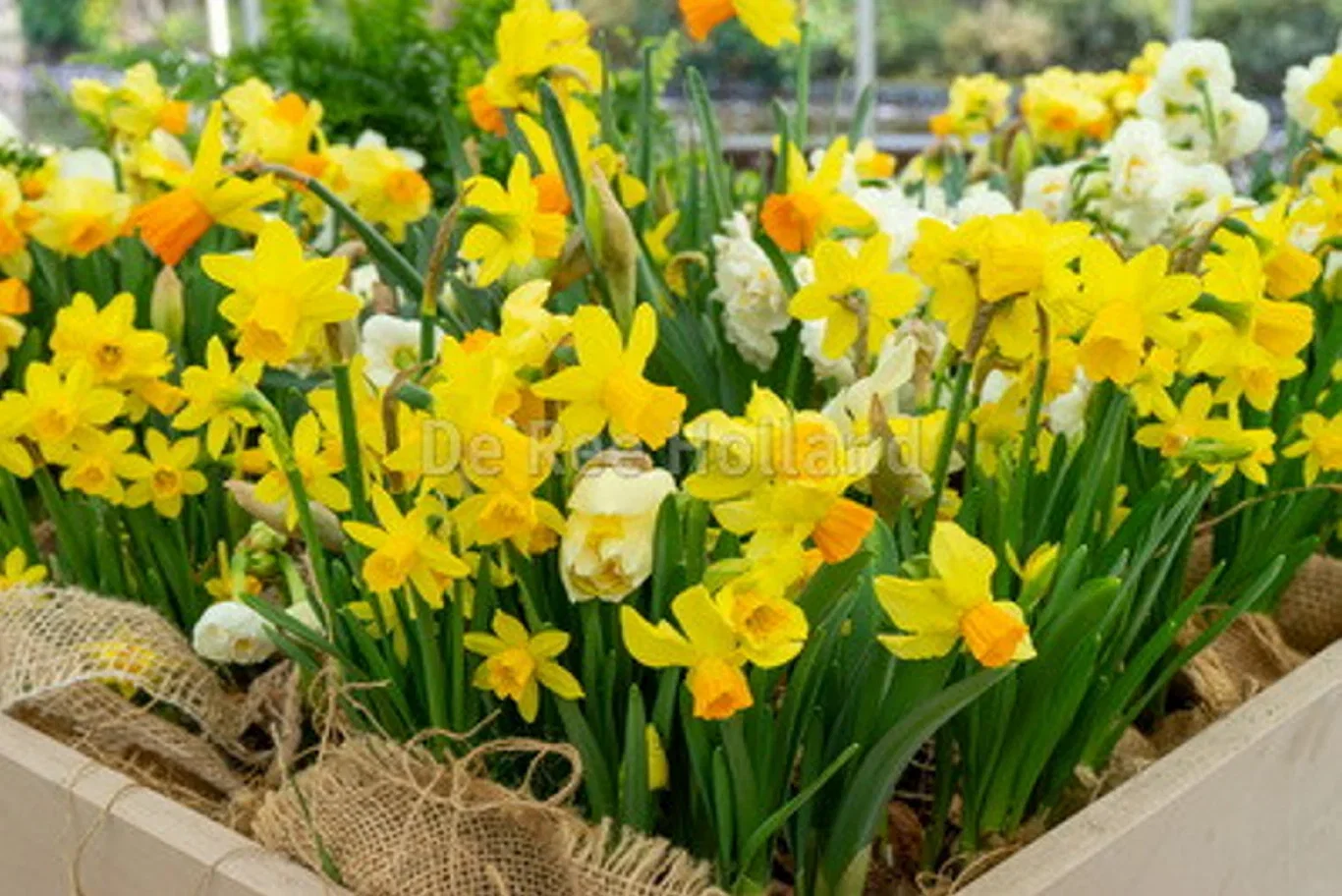 Narcisslök mix EKO
