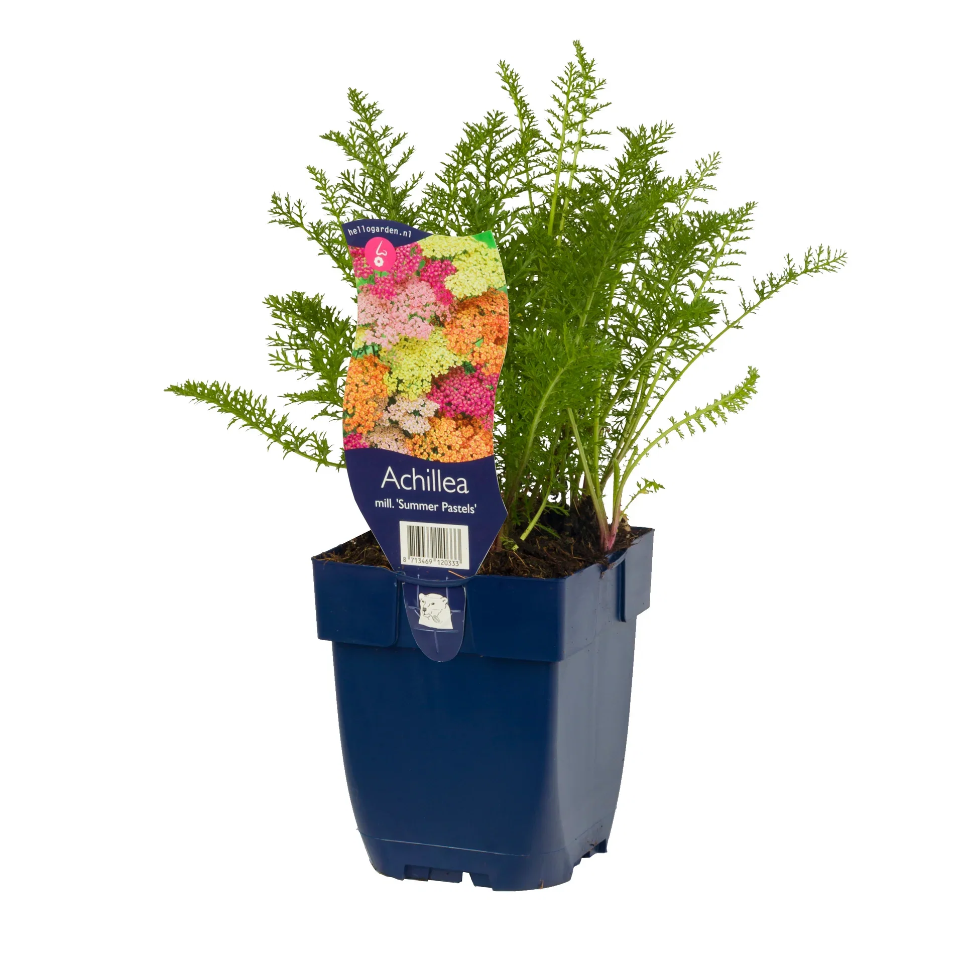 Rölleka 'Summer Pastels'