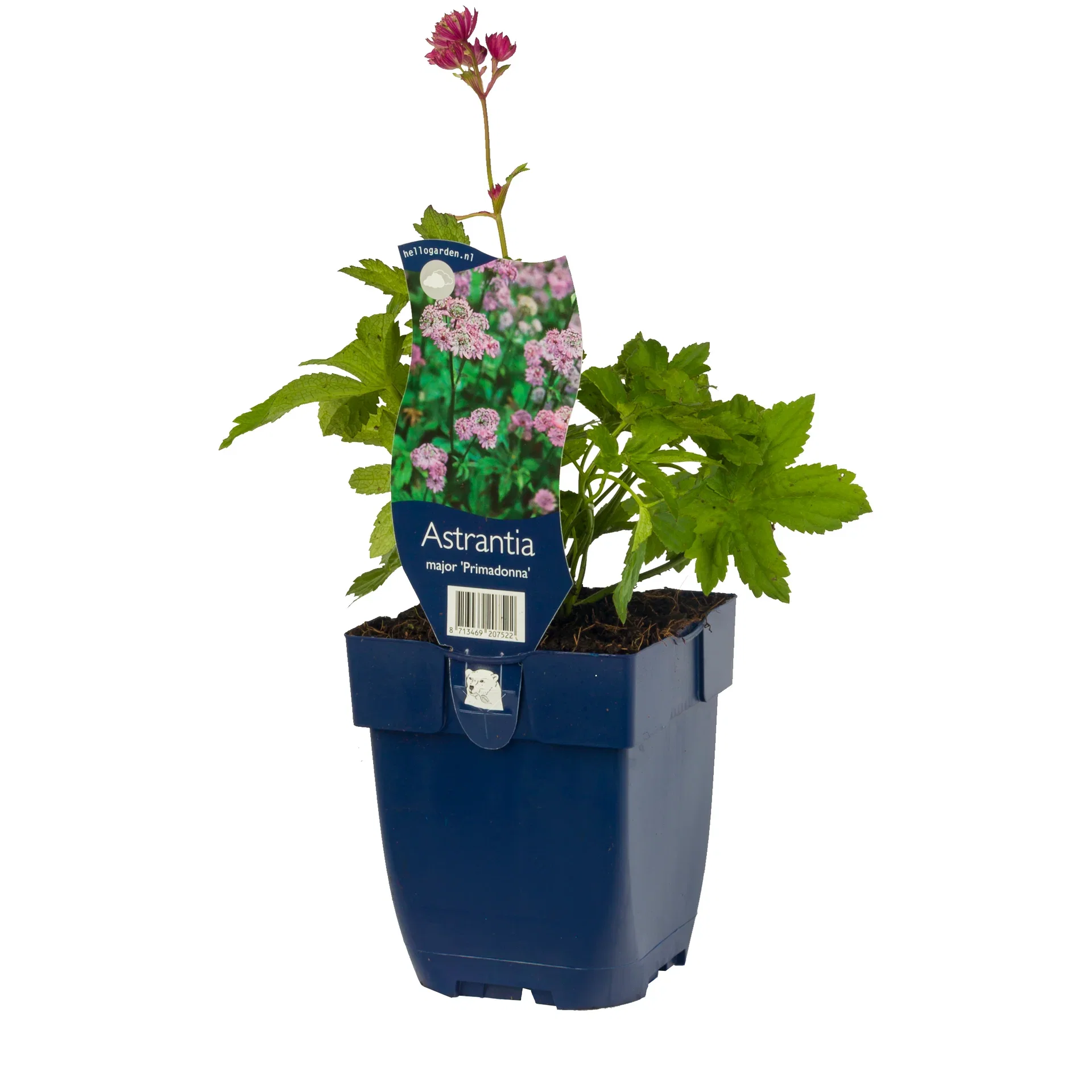 Stjärnflocka 'Primadonna'