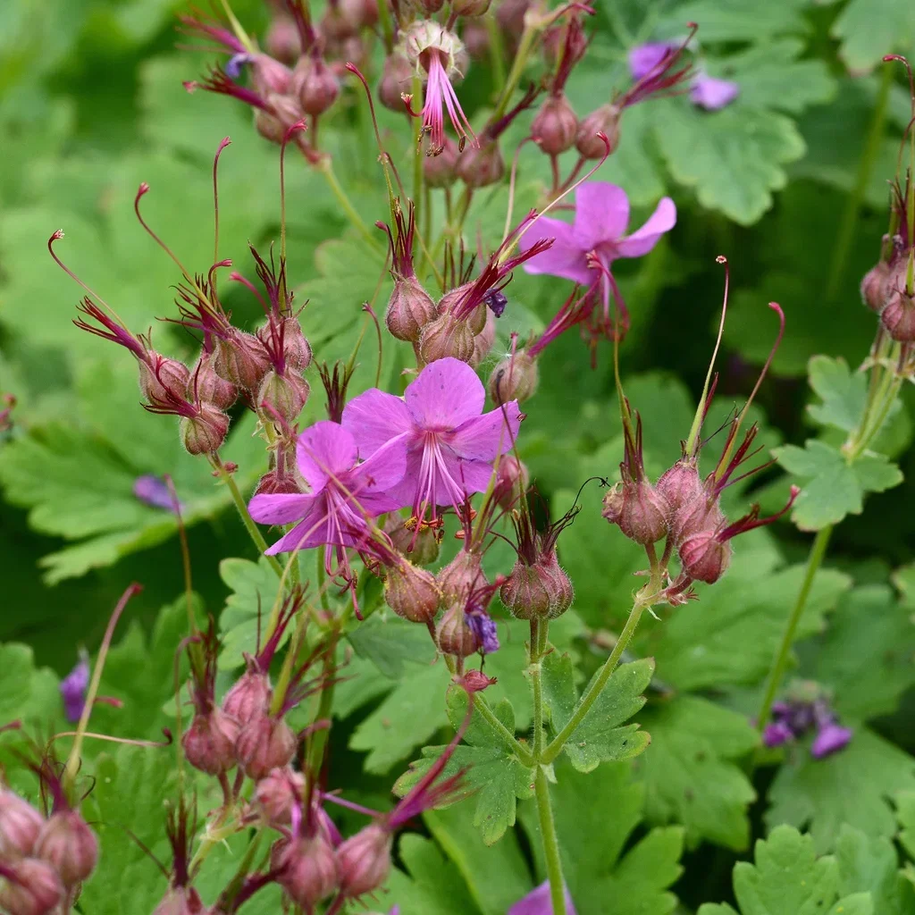 Flocknäva 'Czakor'