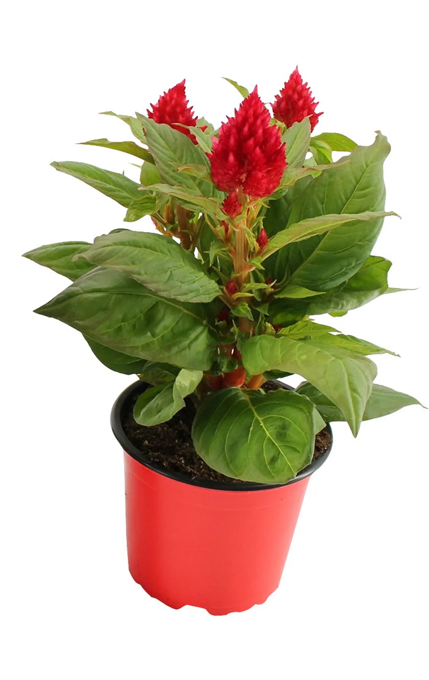 Celosia 'Kelos Fire' 12 cm