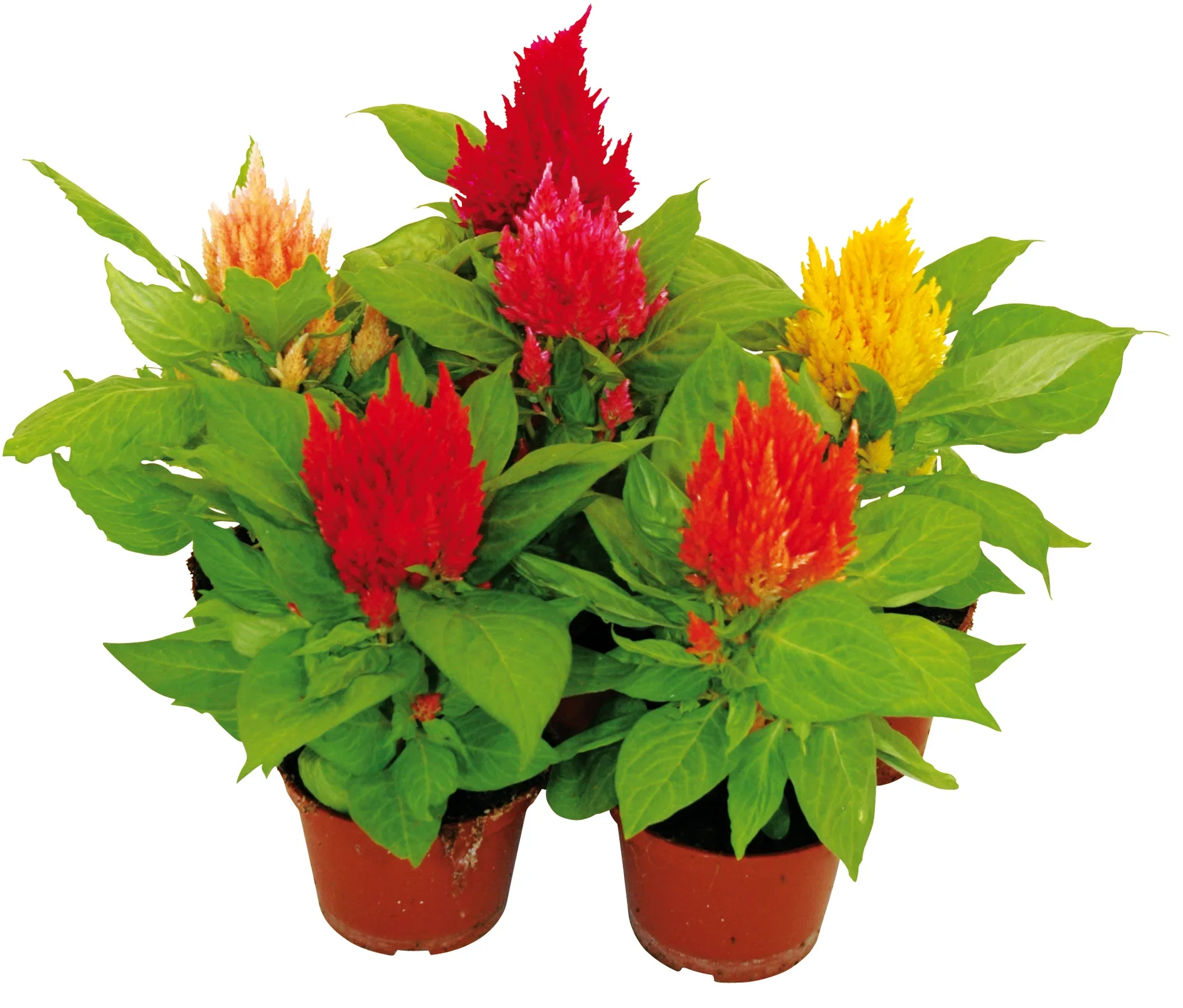 Celosia 'Kelos Fire' 12 cm