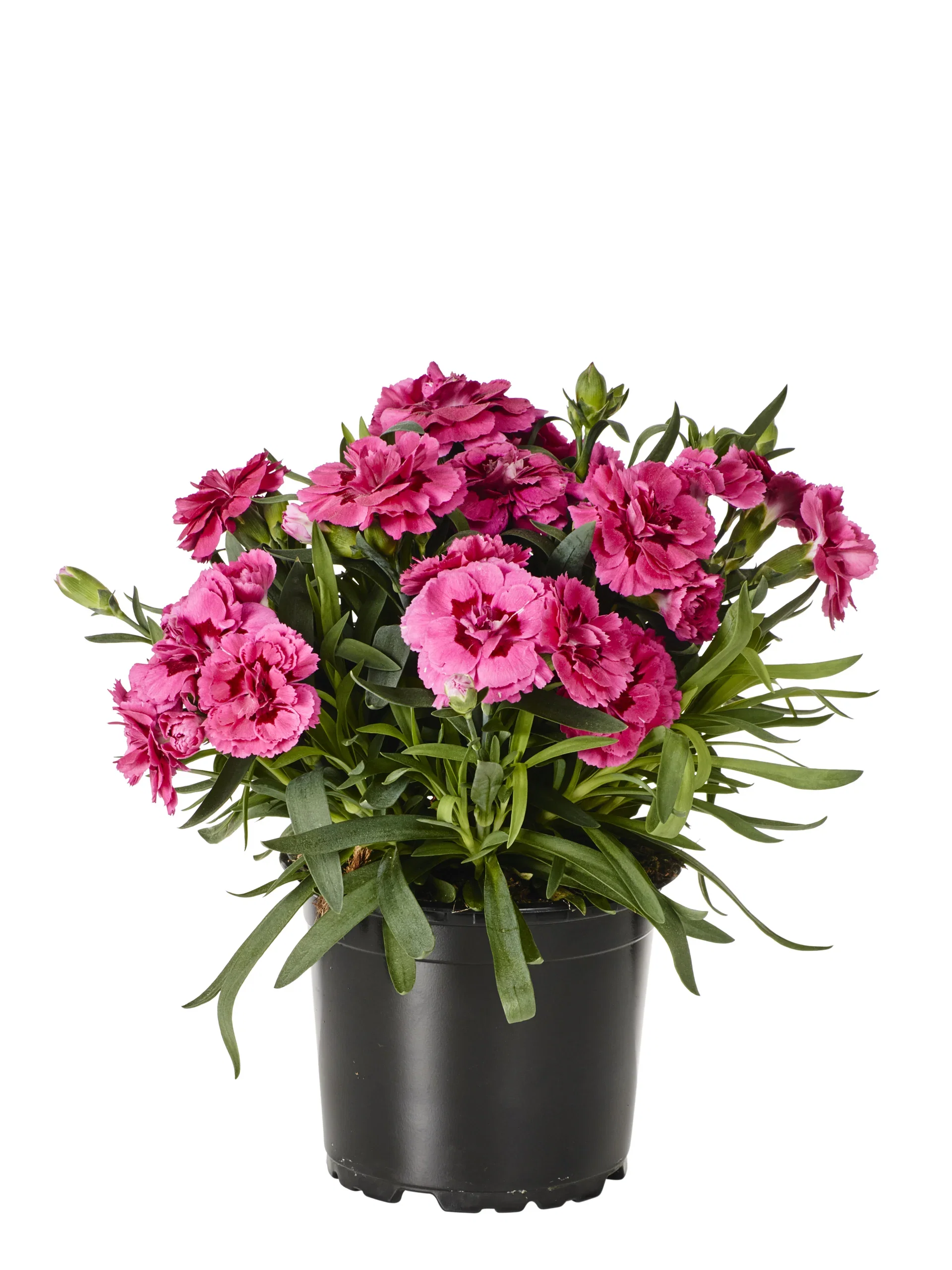 Dianthus car. 'Oscar' 12 cm