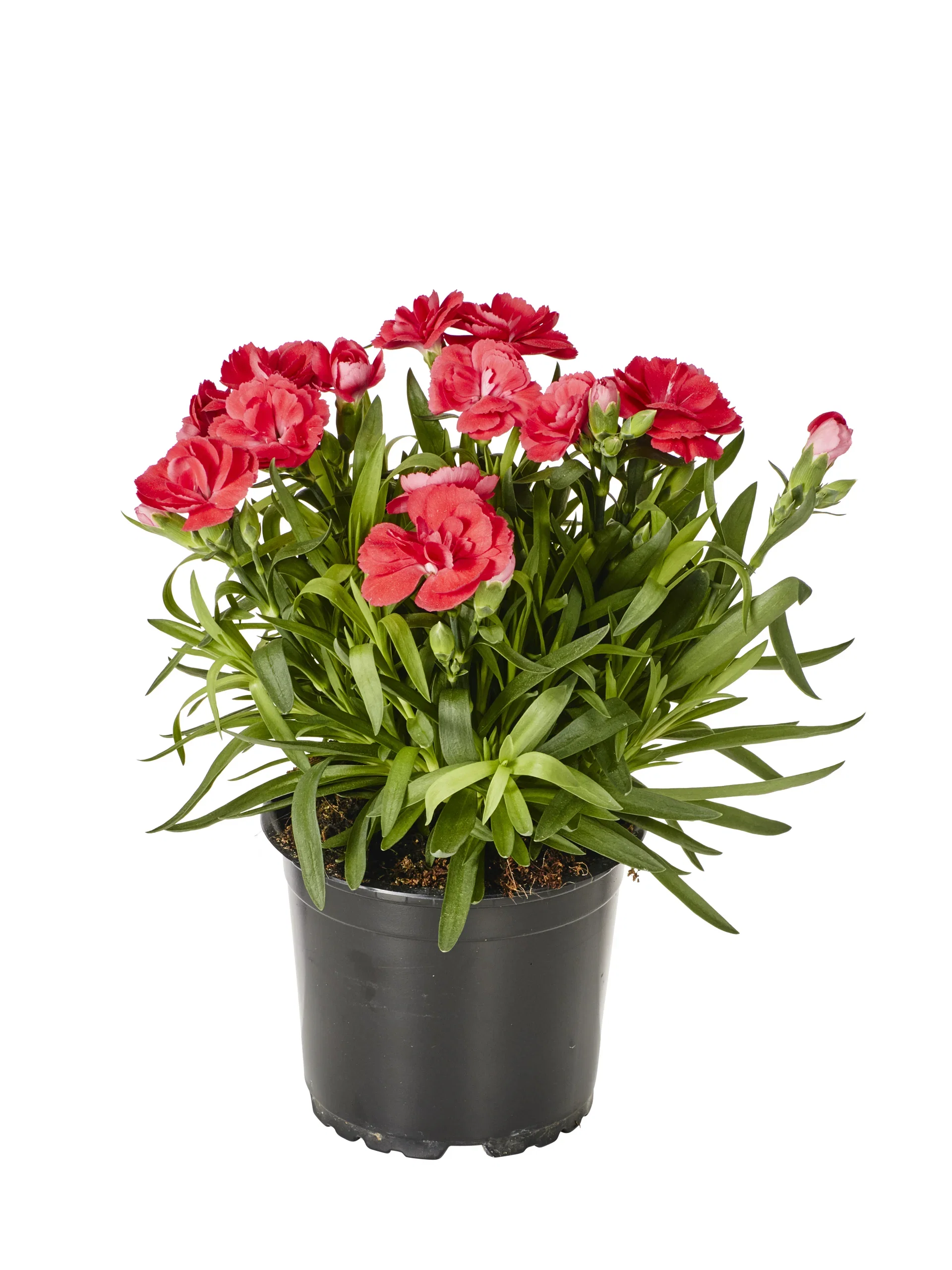 Dianthus car. 'Oscar' 12 cm