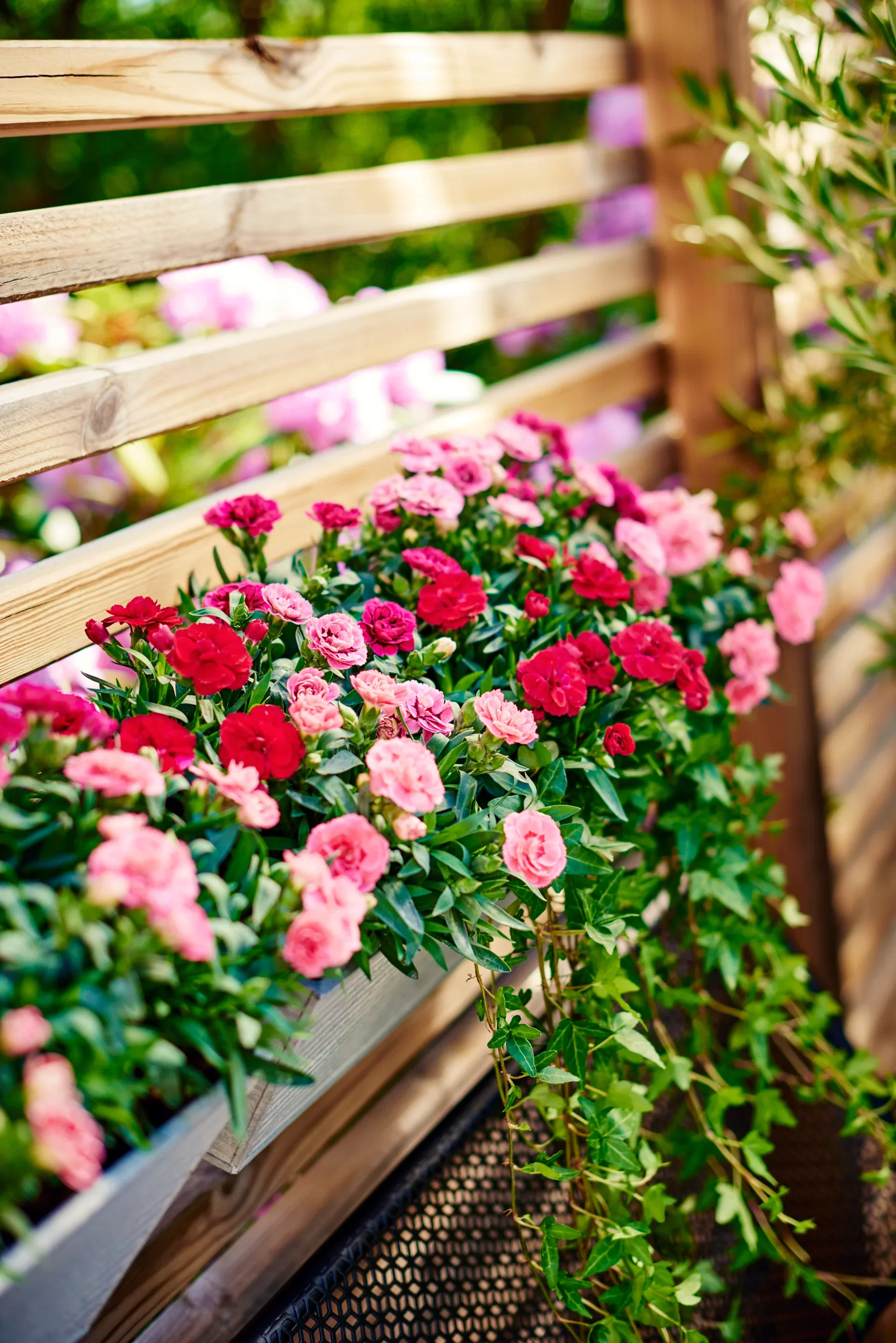 Dianthus car. 'Oscar' 12 cm