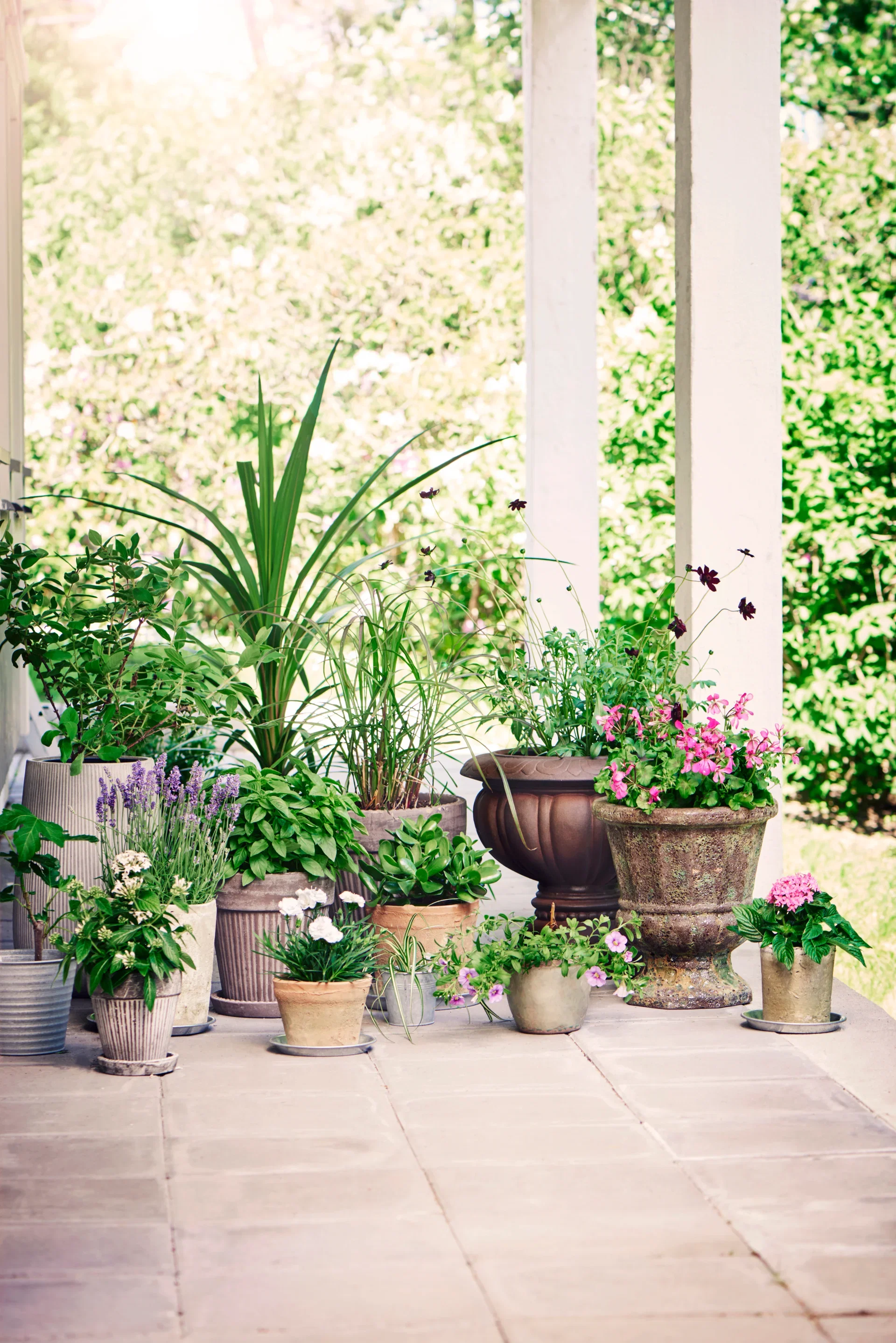 Dianthus car. 'Oscar' 12 cm