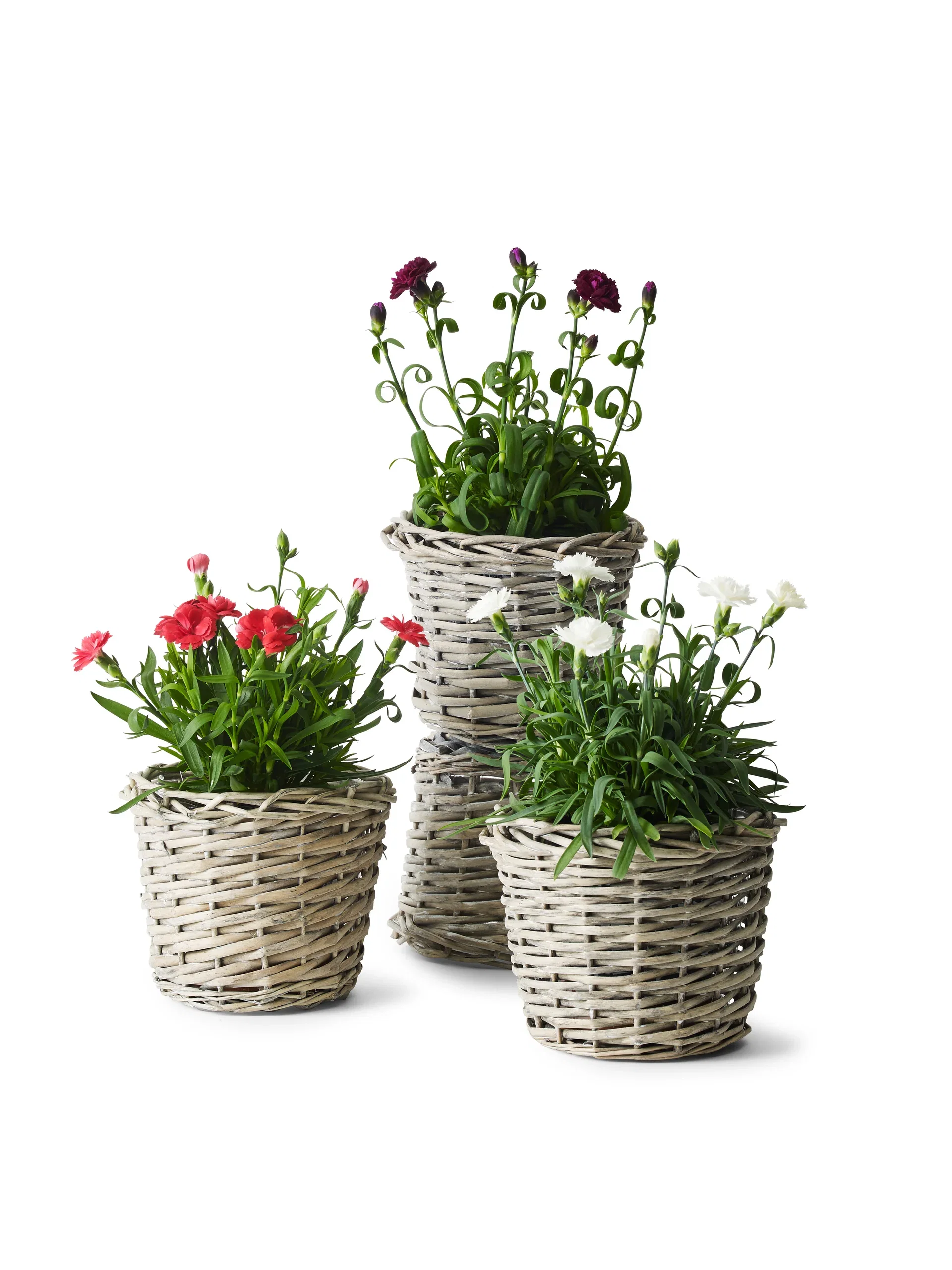 Dianthus car. 'Oscar' 12 cm