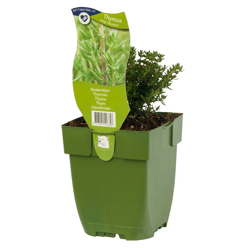 Thymus vulg. 'Faustini'