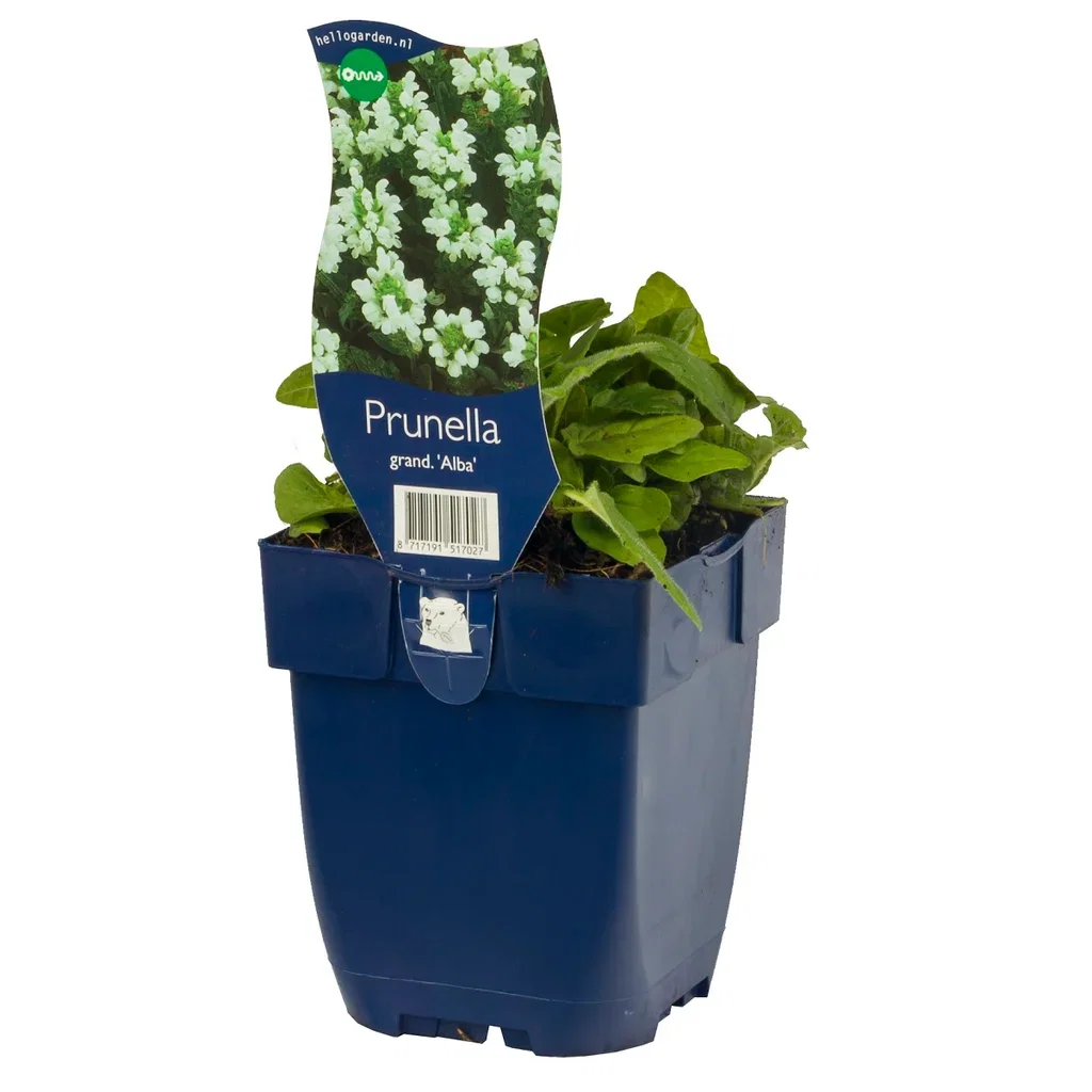 Praktbrunört 'Alba'