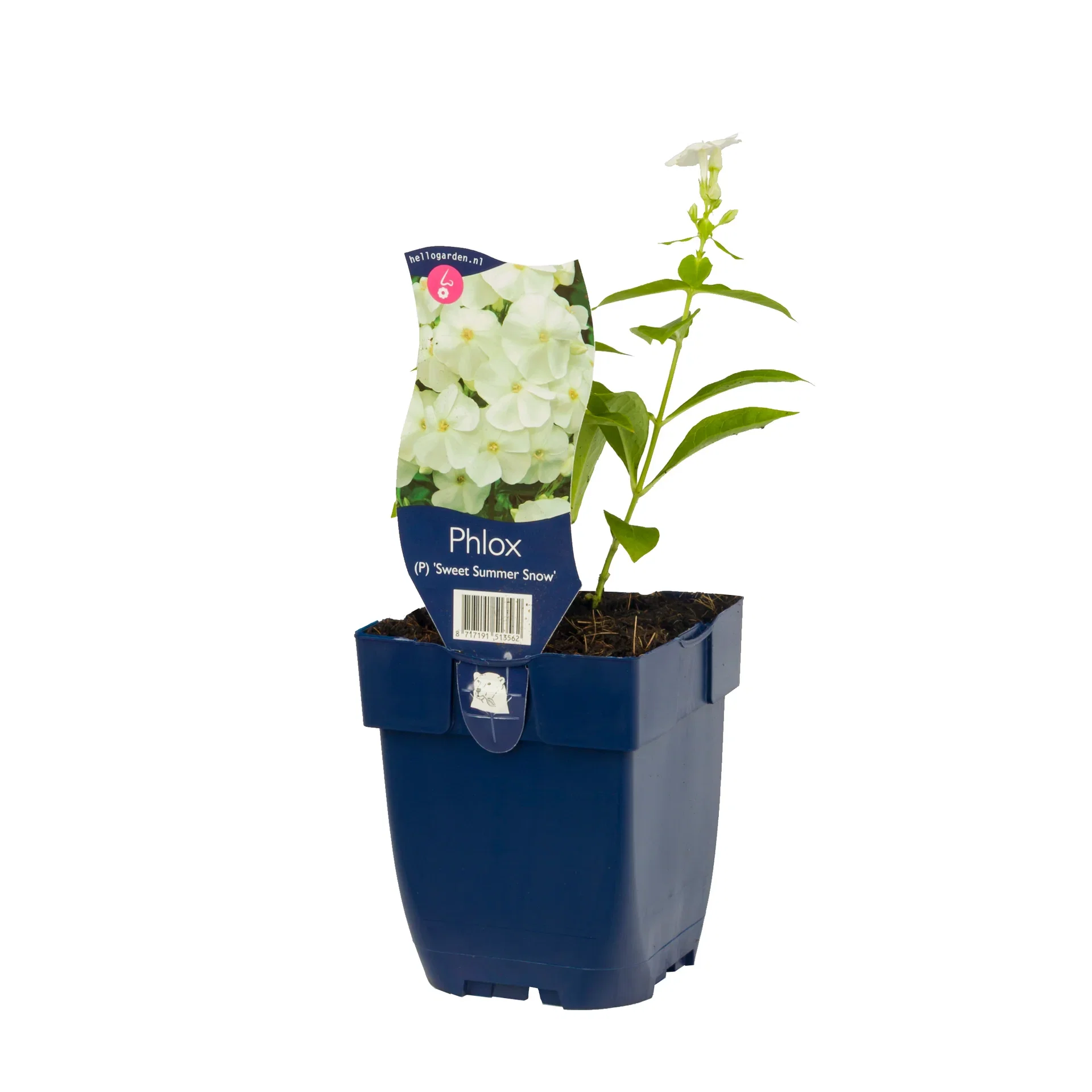 Höstflox SWEET SUMMER SNOW