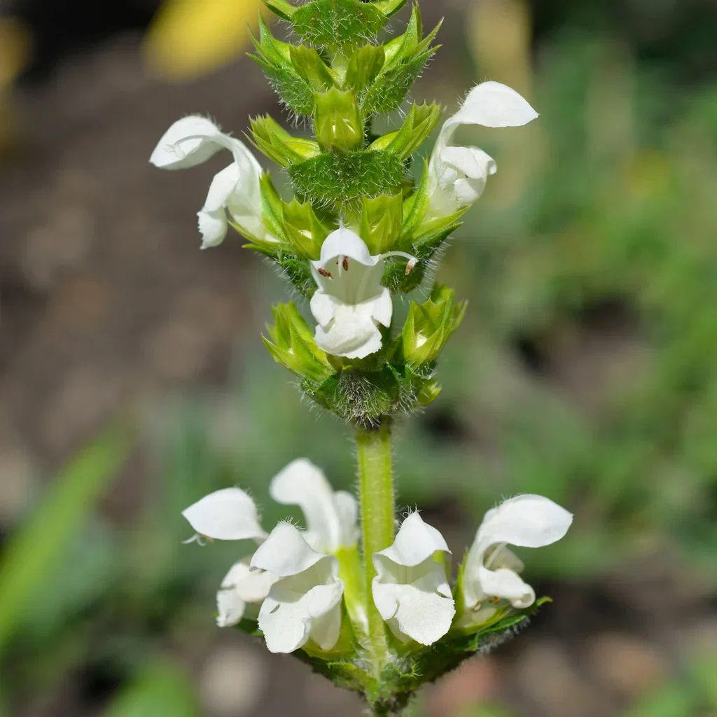 Praktbrunört 'Alba'