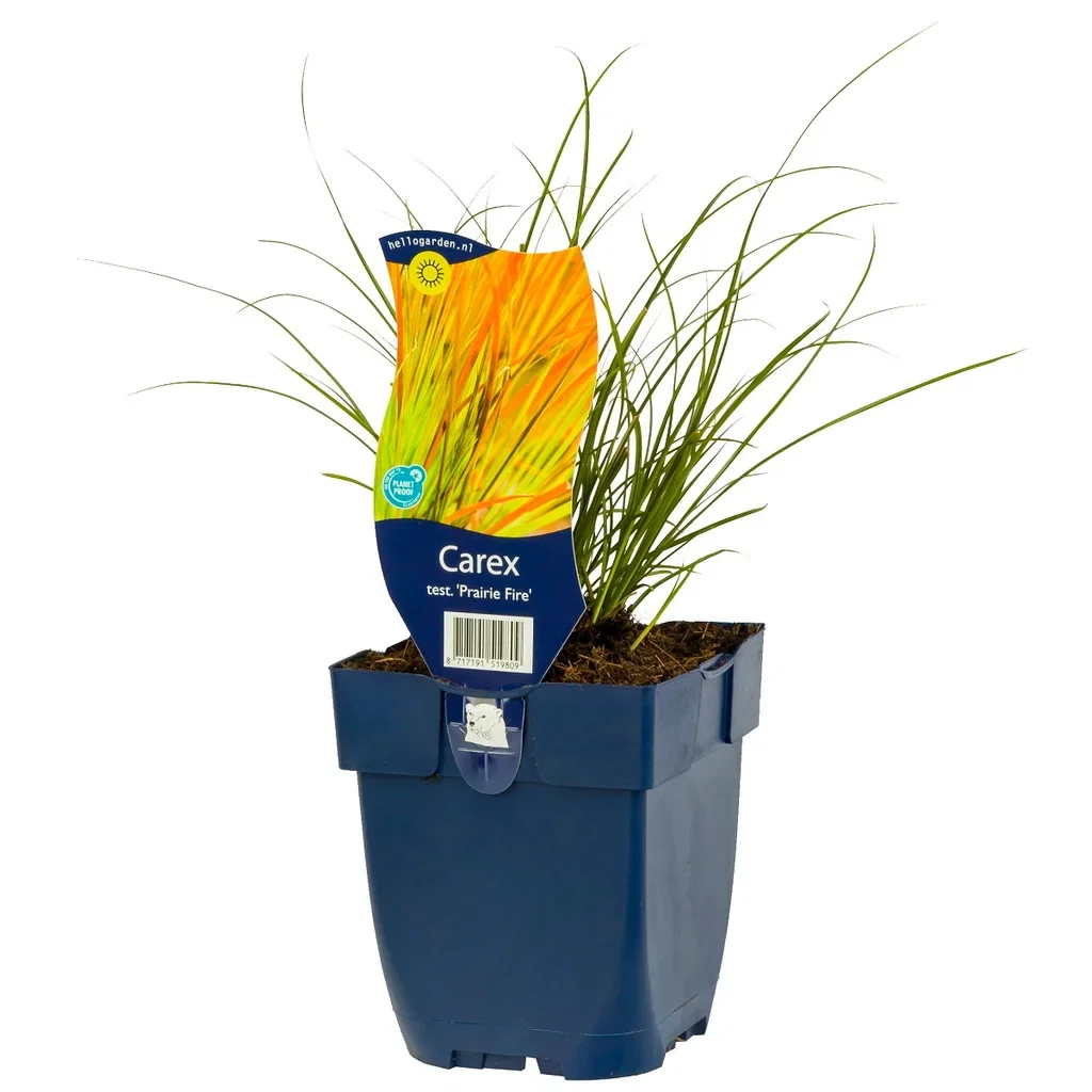 Carex test. 'Prairie Fire'