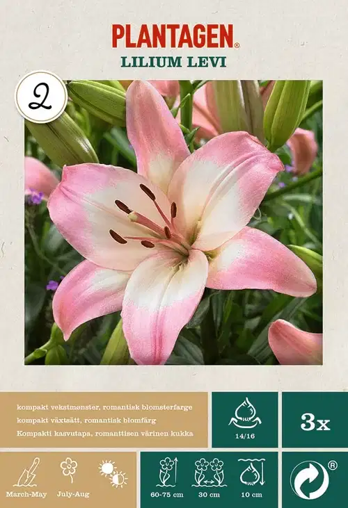 Asiatlilja 'Lollypop'