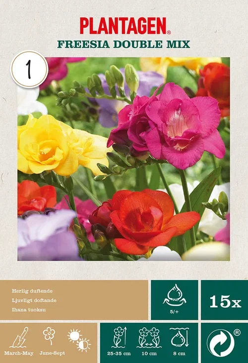 Freesia mix fylldblommiga