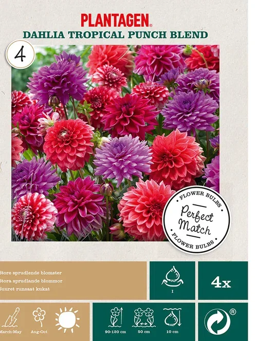 Perfect Match 5 - Dahlia Tropi