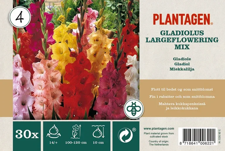 Storblommiga gladioler mix