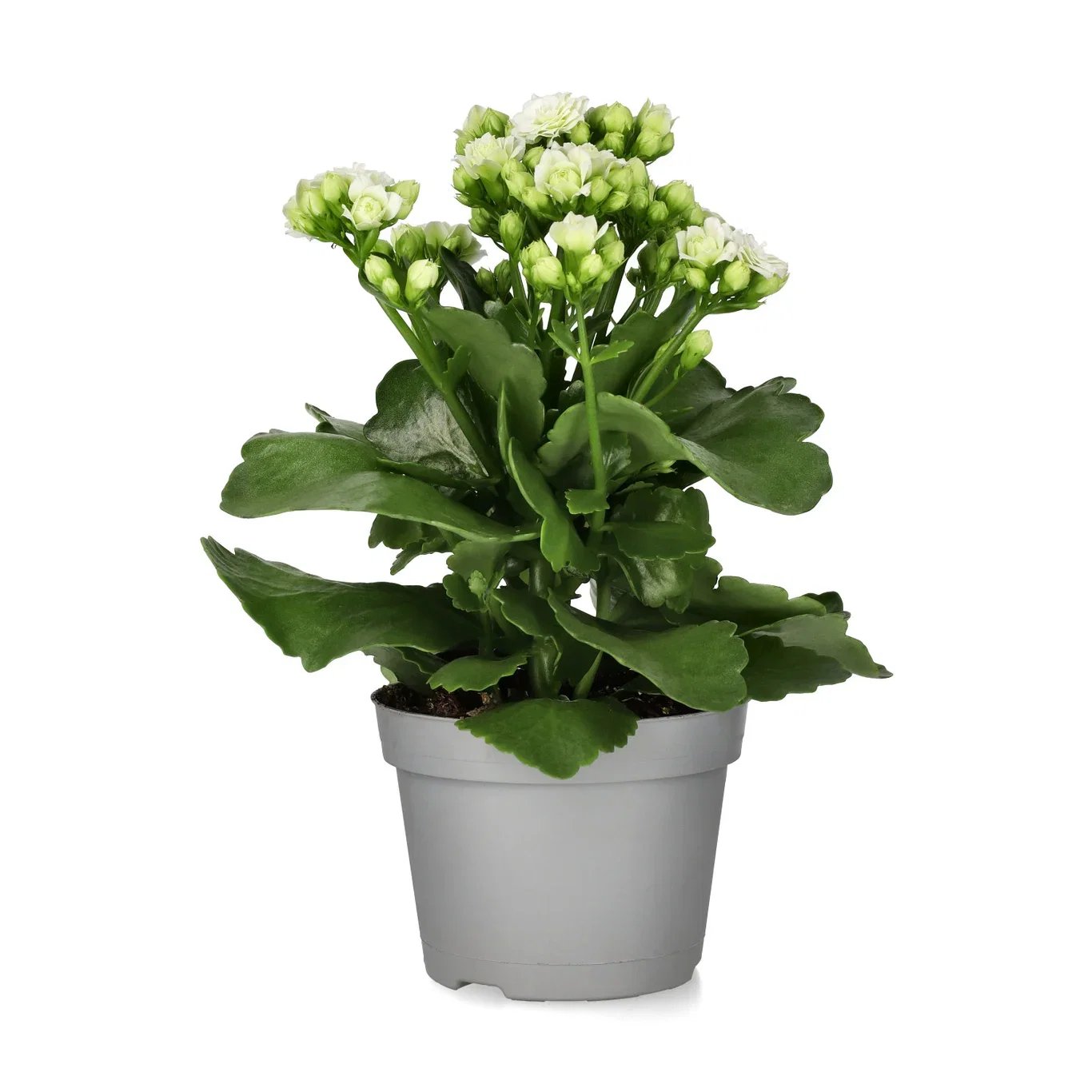 Kalanchoe