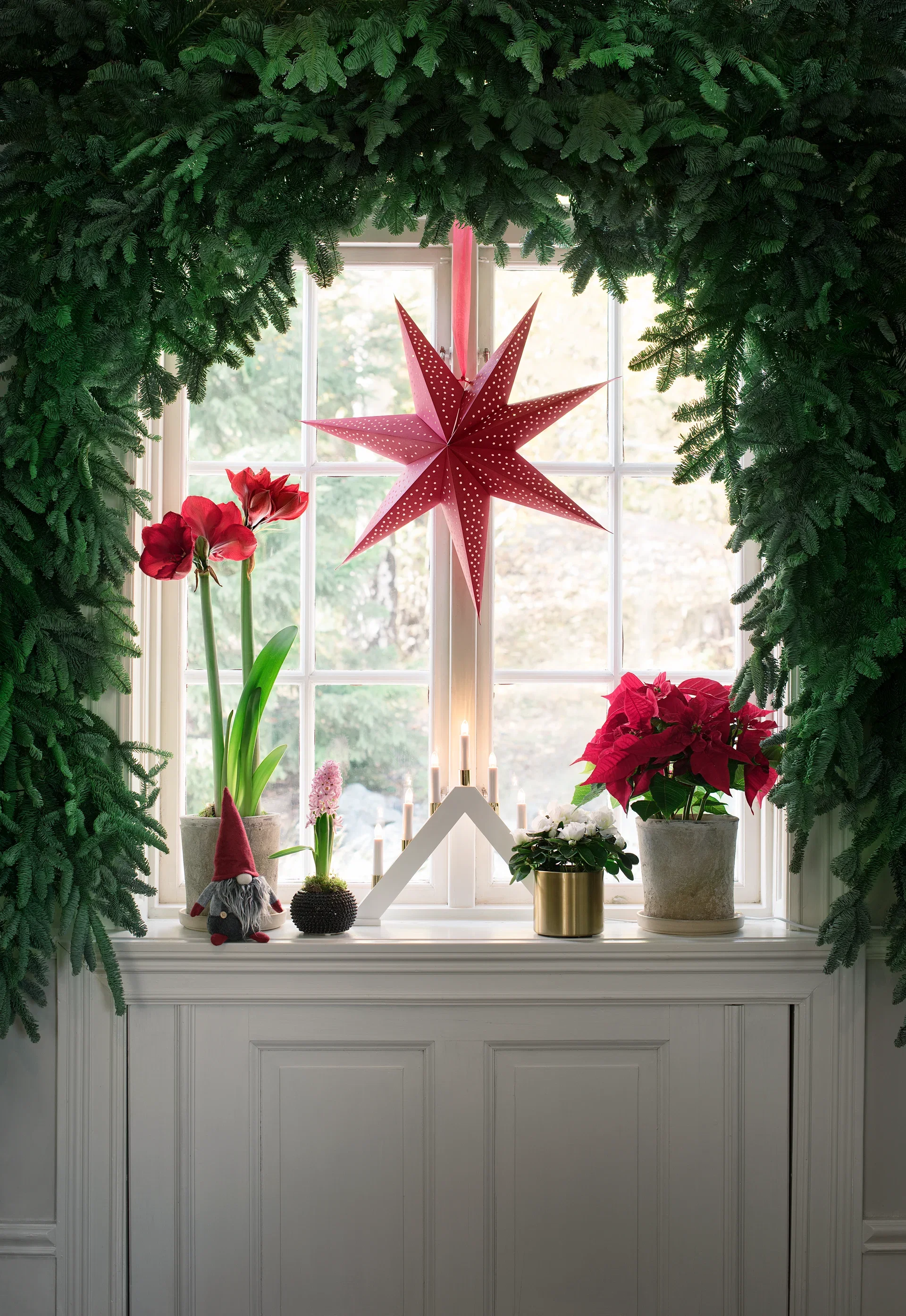 Julstjärna flergrenad