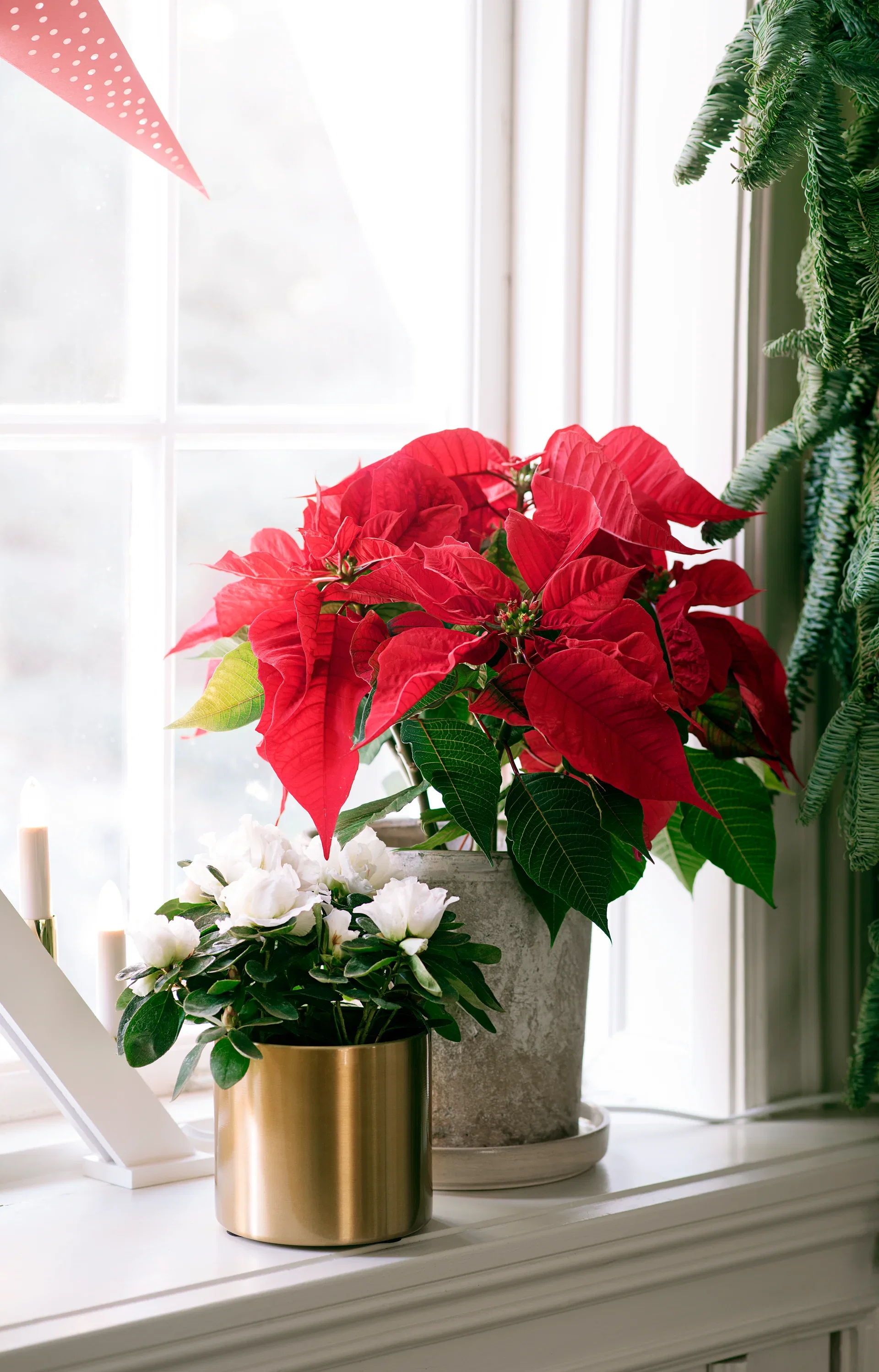 Julstjärna flergrenad