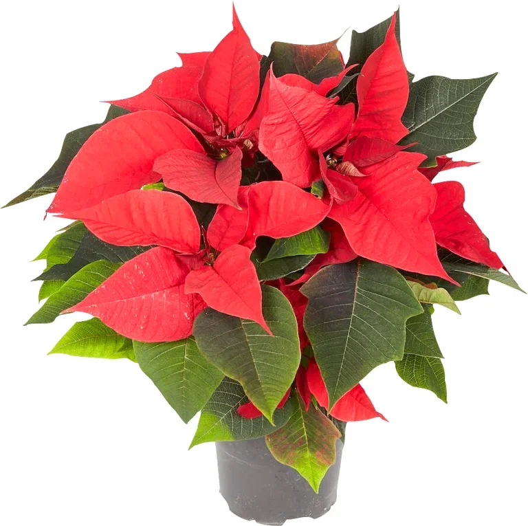 Julstjärna flergrenad