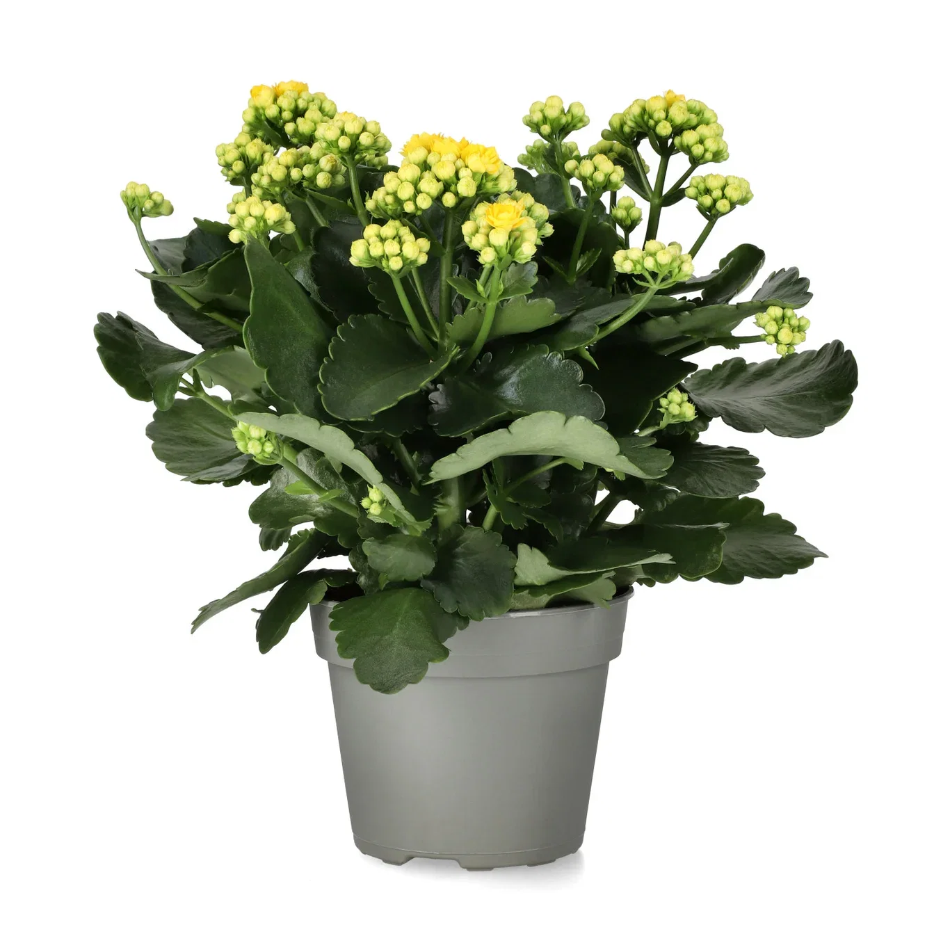 Kalanchoe
