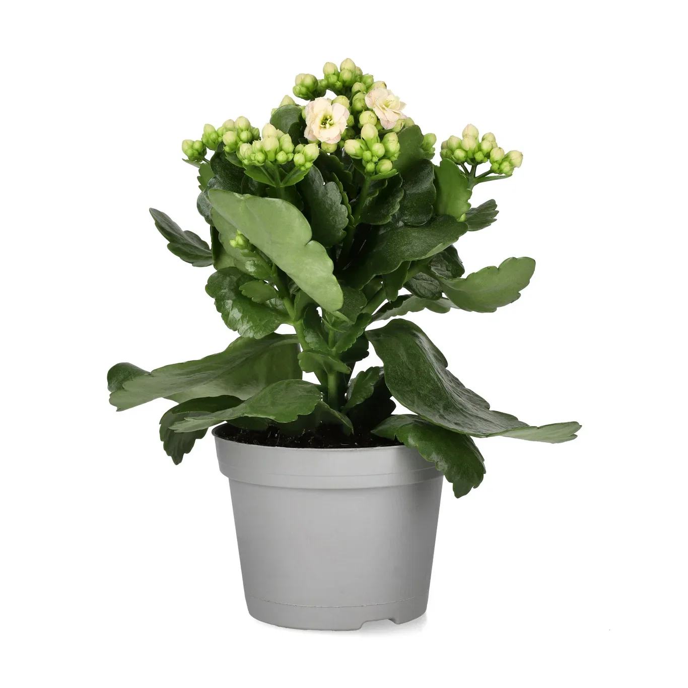 Kalanchoe