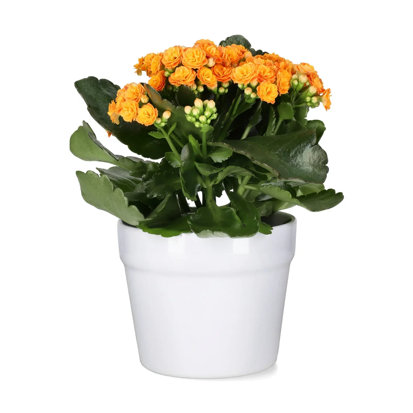Kalanchoe