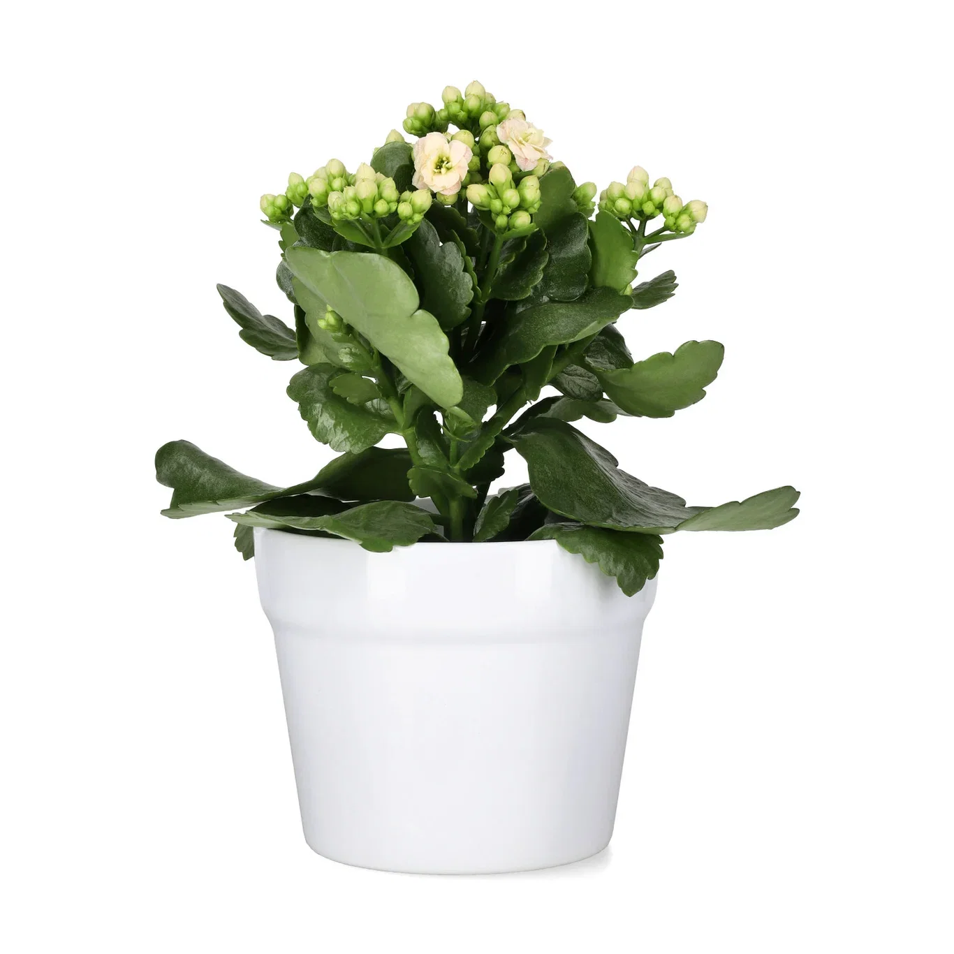 Kalanchoe