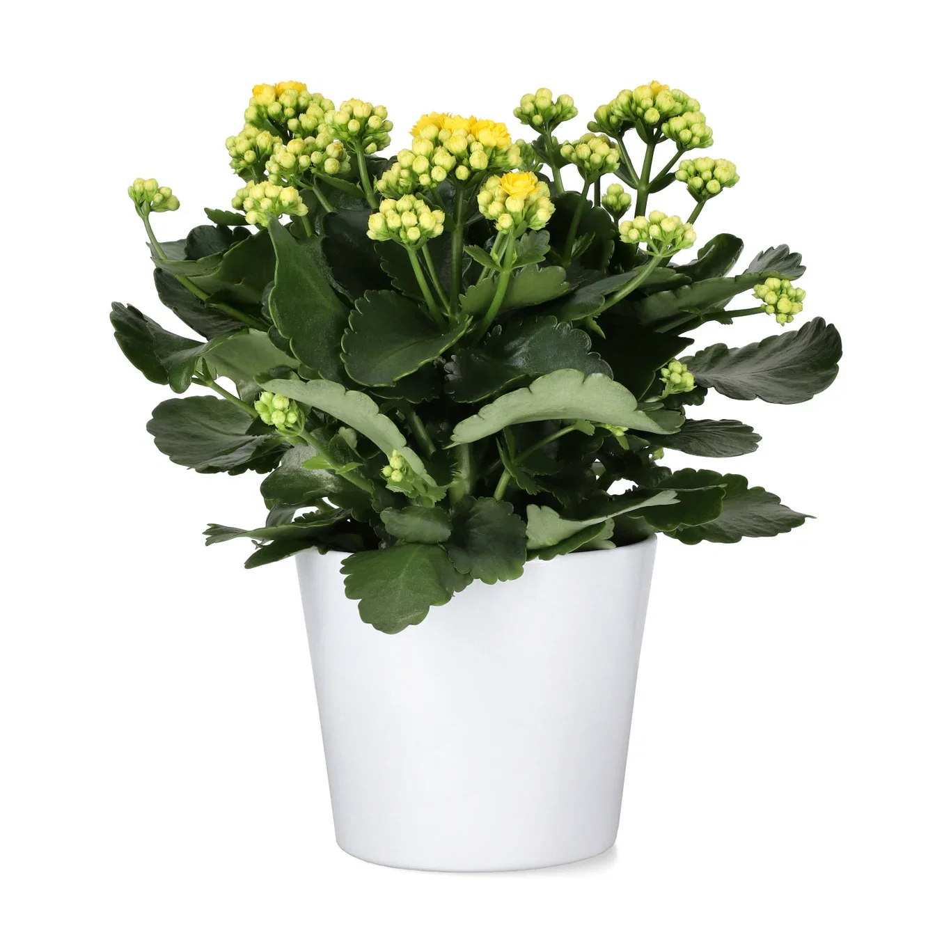 Kalanchoe