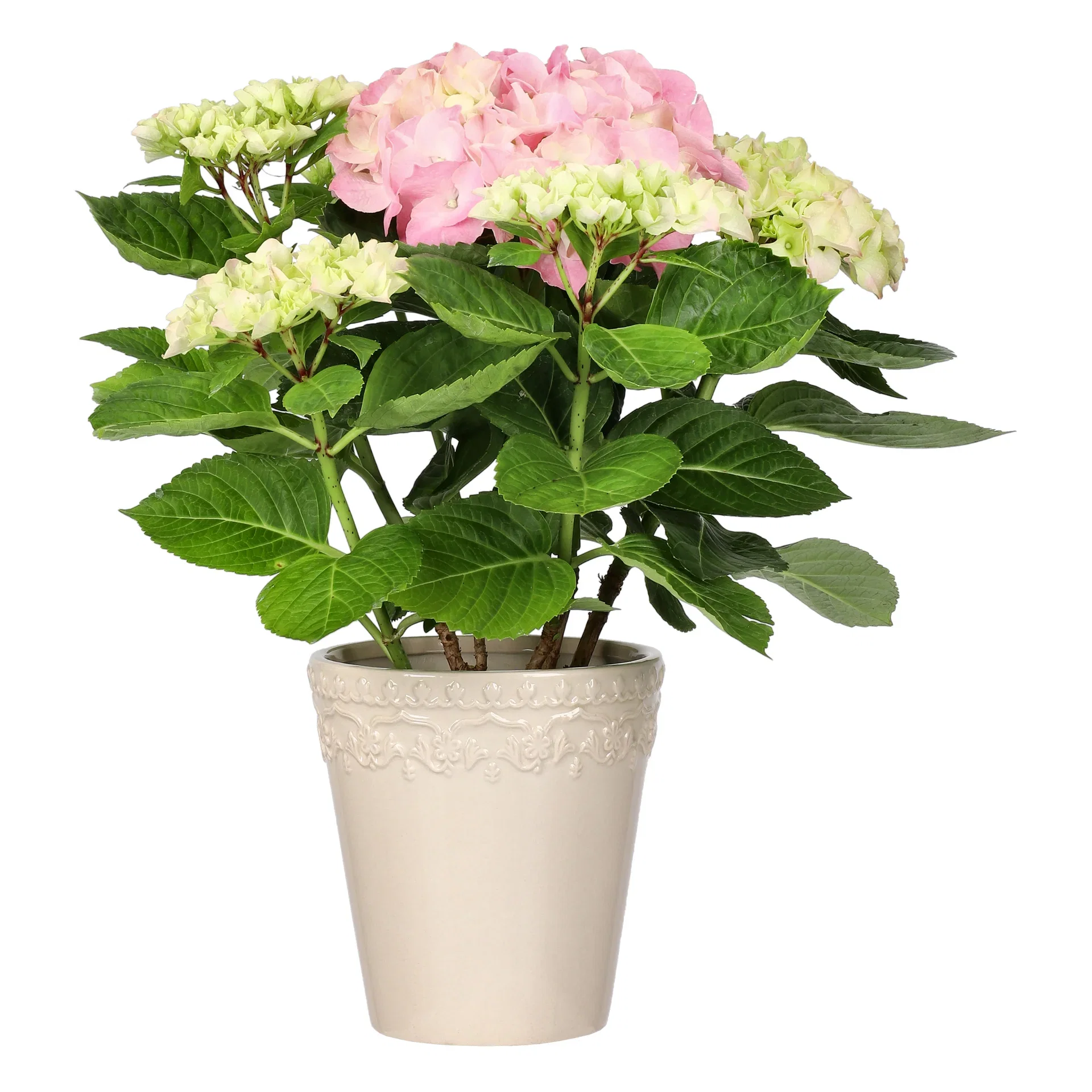Hortensia
