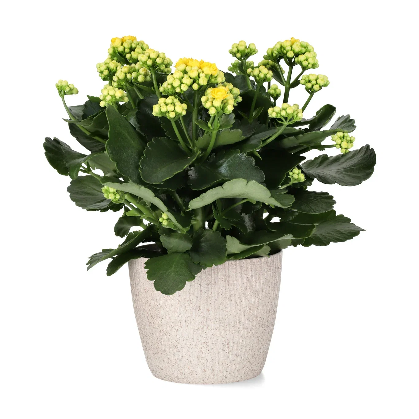 Kalanchoe