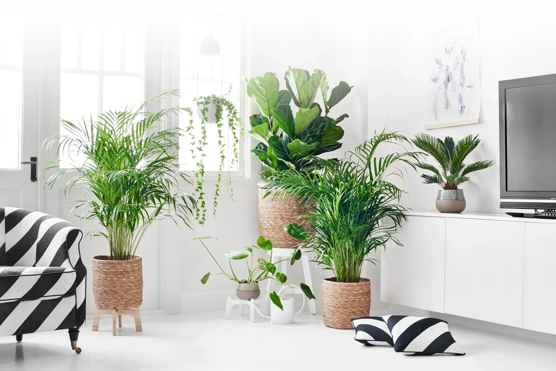 Guldpalm