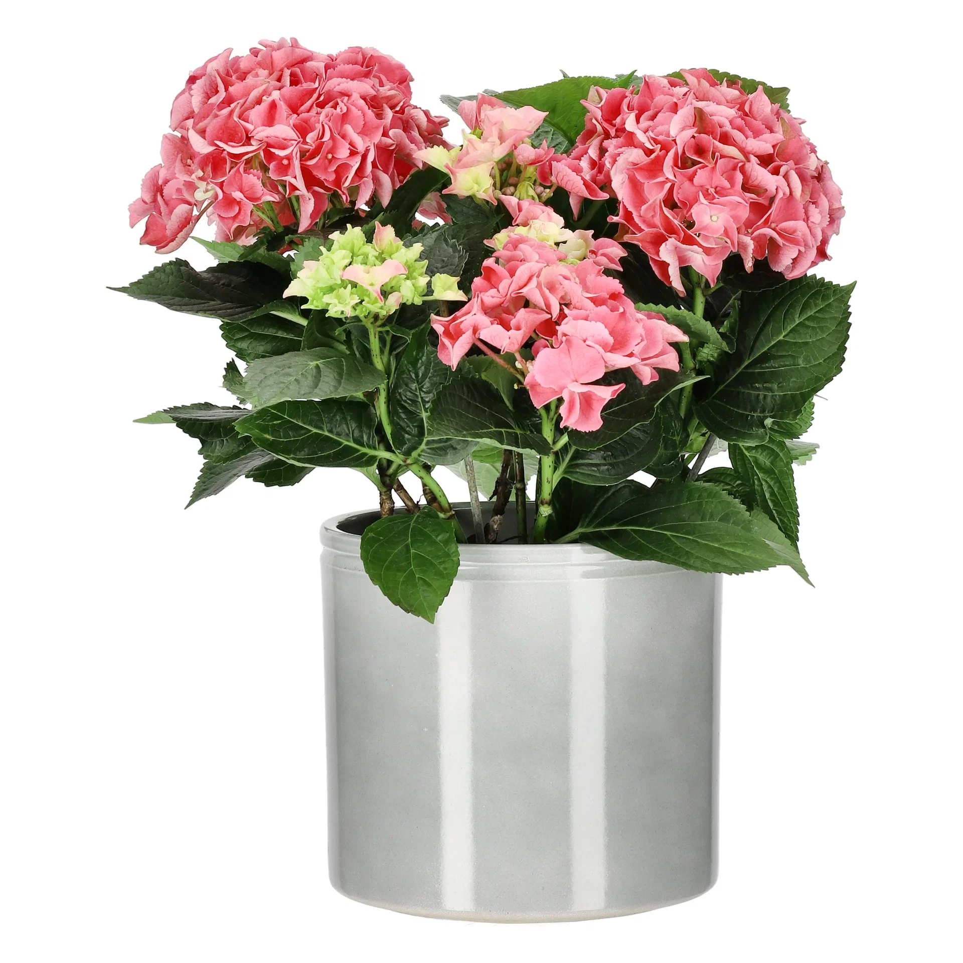 Hortensia