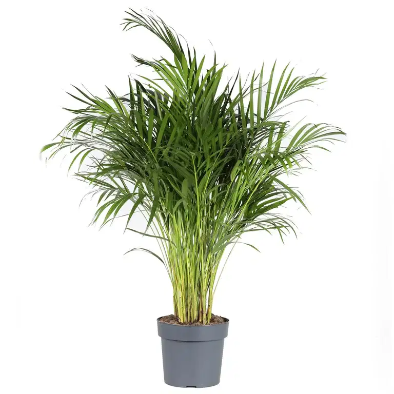 Areca Palm