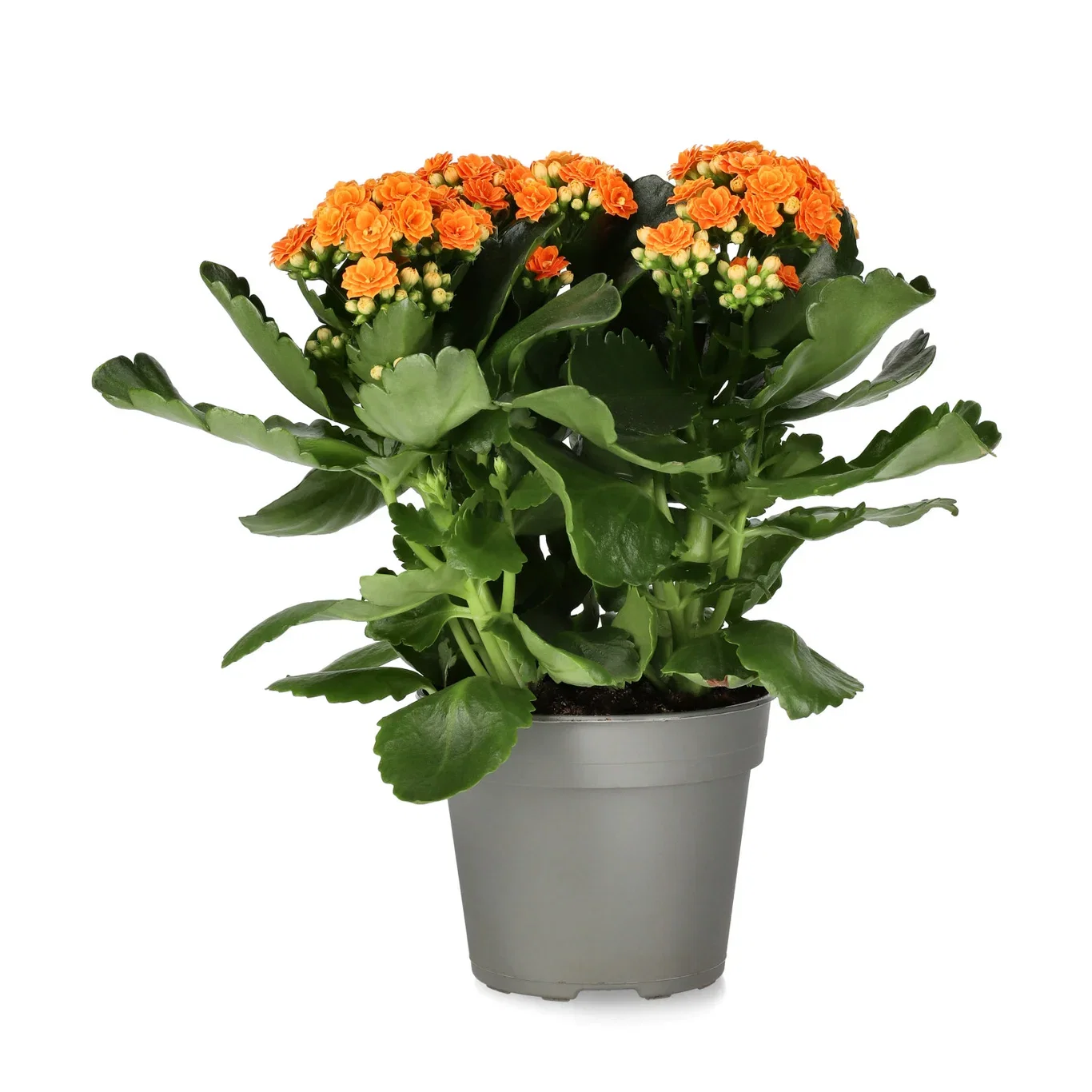 Kalanchoe Maxi Orange 13 cm