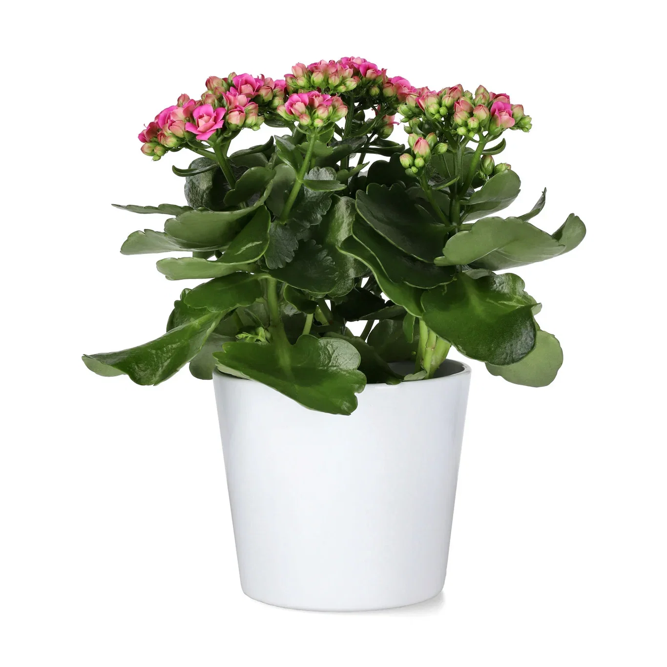 Kalanchoe
